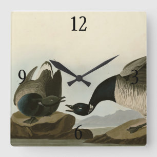 Brant Gänse (Brant) von Audubon Birds of America Quadratische Wanduhr