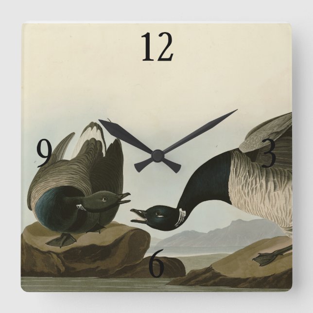 Brant Gänse (Brant) von Audubon Birds of America Quadratische Wanduhr (Vorderseite)