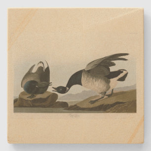 Brant Gänse (Brant) von Audubon Birds of America Steinuntersetzer