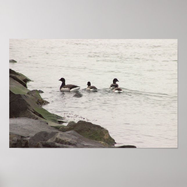 Brant Geese in Ocean Poster (Vorne)