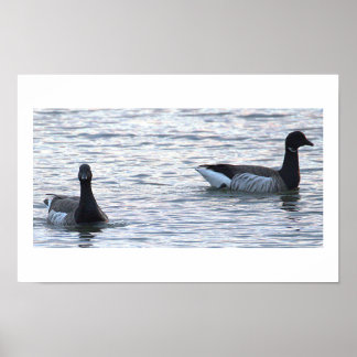 Brant Geese Poster