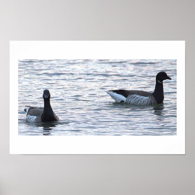 Brant Geese Poster (Vorne)