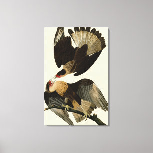 Brasilian Caracara Eagle, Audubon Birds of America Leinwanddruck