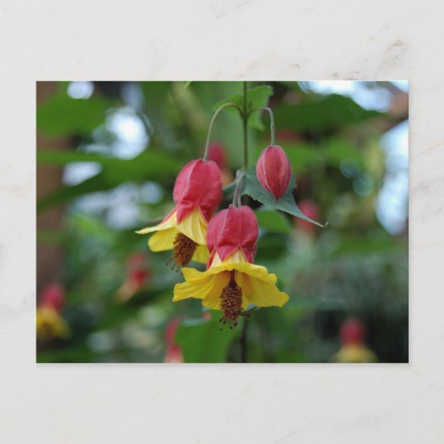 Brasilianische Bell-Blume-Postkarte Postkarte (Vorderseite)