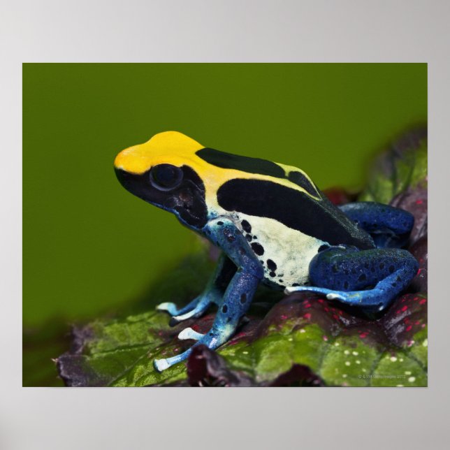 Brasilianischer Cobalt Dart Frog, Dendrobates Poster (Vorne)