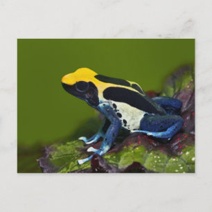 Brasilianischer Cobalt Dart Frog, Dendrobates Postkarte