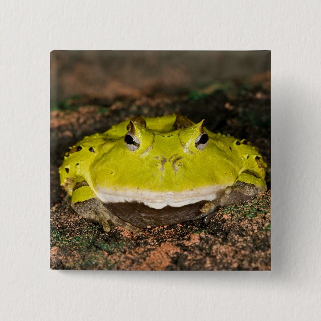 Brasilianischer Hornfrosch, Ceratophrys cornuta, 2 Button (Vorderseite)