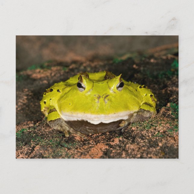 Brasilianischer Hornfrosch, Ceratophrys cornuta, 2 Postkarte (Vorderseite)