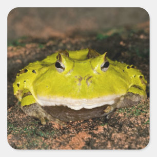 Brasilianischer Hornfrosch, Ceratophrys cornuta, 2 Quadratischer Aufkleber