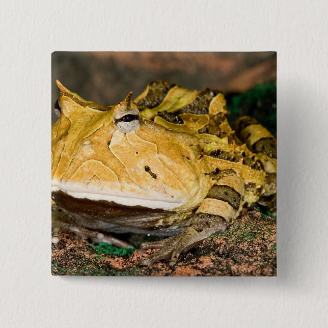 Brasilianischer Hornfrosch, Ceratophrys cornuta, 3 Button (Vorderseite)