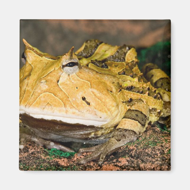 Brasilianischer Hornfrosch, Ceratophrys cornuta, 3 Magnet (Vorne)