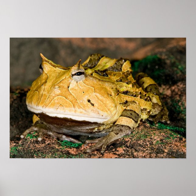 Brasilianischer Hornfrosch, Ceratophrys cornuta, 3 Poster (Vorne)