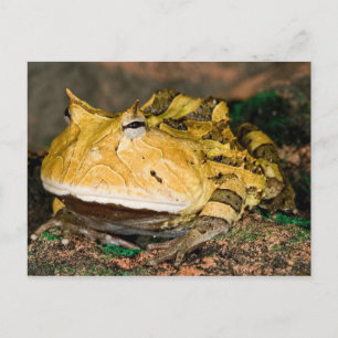 Brasilianischer Hornfrosch, Ceratophrys cornuta, 3 Postkarte