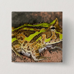 Brasilianischer Hornfrosch, Ceratophrys cornuta, E Button
