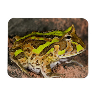Brasilianischer Hornfrosch, Ceratophrys cornuta, E Magnet