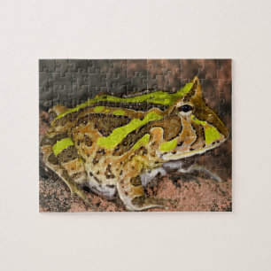 Brasilianischer Hornfrosch, Ceratophrys cornuta, E Puzzle