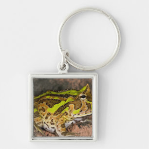 Brasilianischer Hornfrosch, Ceratophrys cornuta, E Schlüsselanhänger