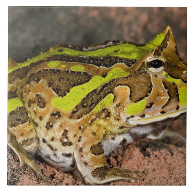 Brasilianischer Hornfrosch, Ceratophrys cornuta, I Fliese (Vorderseite)