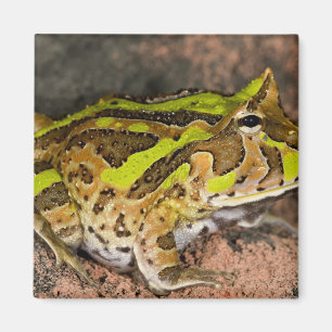 Brasilianischer Hornfrosch, Ceratophrys cornuta, I Magnet