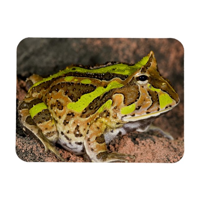 Brasilianischer Hornfrosch, Ceratophrys cornuta, I Magnet (Horizontal)