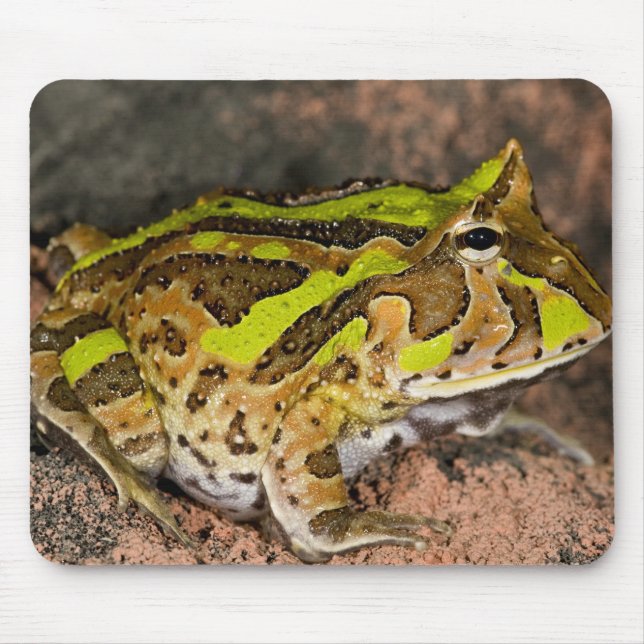 Brasilianischer Hornfrosch, Ceratophrys cornuta, I Mousepad (Vorne)