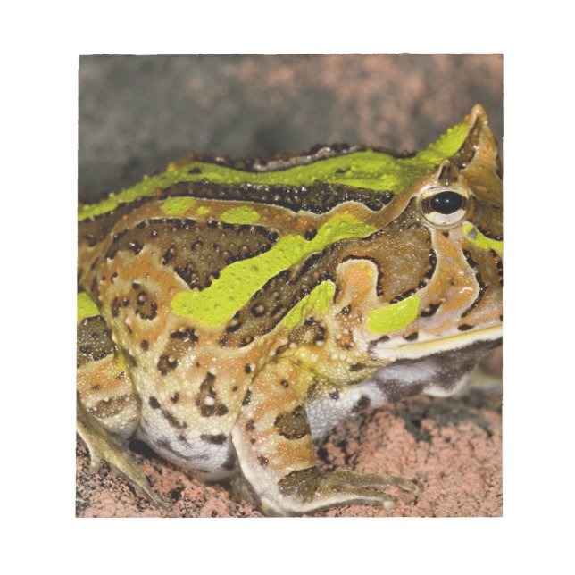 Brasilianischer Hornfrosch, Ceratophrys cornuta, I Notizblock (Vorderseite)