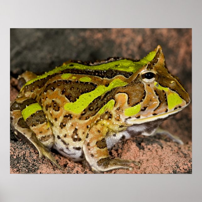Brasilianischer Hornfrosch, Ceratophrys cornuta, I Poster (Vorne)