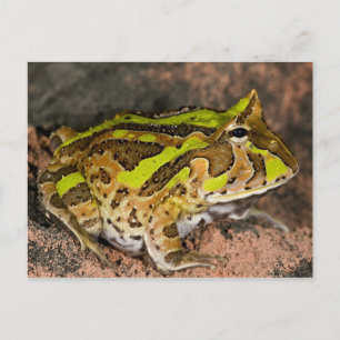 Brasilianischer Hornfrosch, Ceratophrys cornuta, I Postkarte