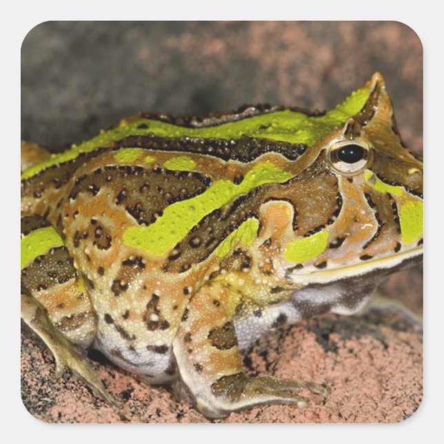Brasilianischer Hornfrosch, Ceratophrys cornuta, I Quadratischer Aufkleber (Vorderseite)