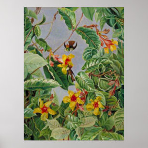 Brasilianischer Kletterstrauch und Kolibris Poster
