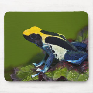 Brasilianischer Kobalt-Pfeil-Frosch, Dendrobates Mousepad