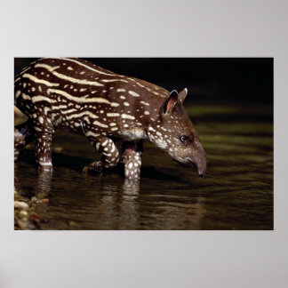 Brasilianischer Tapir, junges Kalb am Fluss Poster