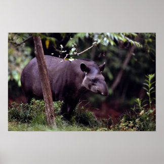 Brasilianischer Tapir (Tapirus terrestris) Poster