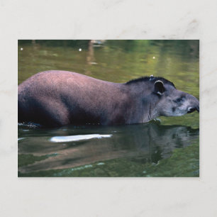 Brasilianischer Tapir (Tapirus terrestris) Postkarte