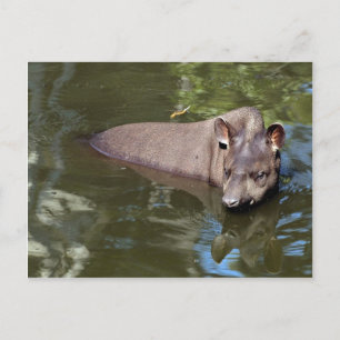 Brasilianischer Tapir (Tapirus terrestris) Postkarte