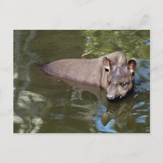 Brasilianischer Tapir (Tapirus terrestris) Postkarte