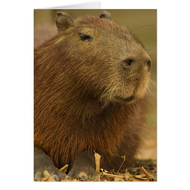 Brasilien, Pantanal, Matto Grosso. Capybara (Vorne)