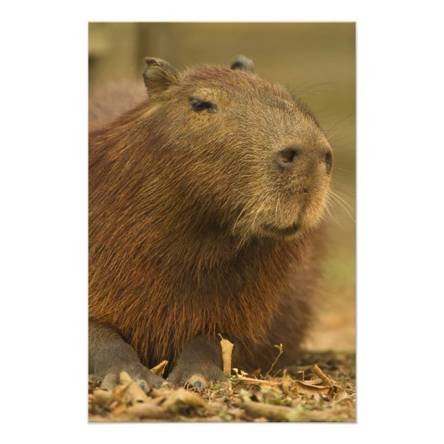 Brasilien, Pantanal, Matto Grosso. Capybara Fotodruck (Vorne)