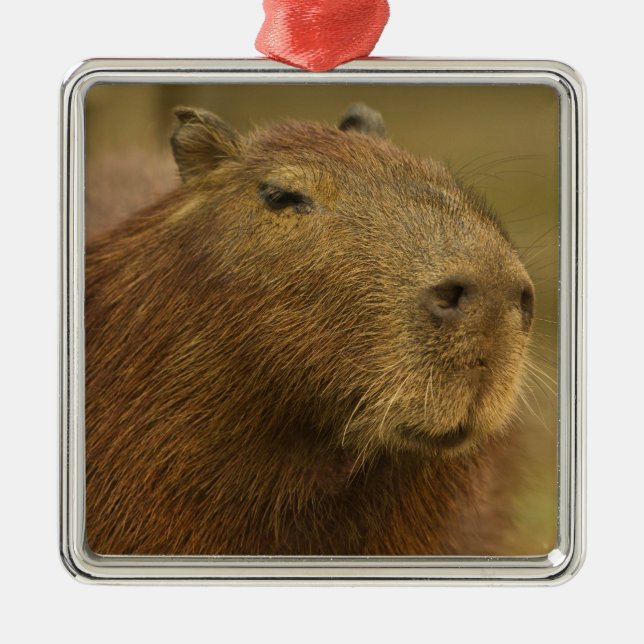Brasilien, Pantanal, Matto Grosso. Capybara Ornament Aus Metall (Vorne)