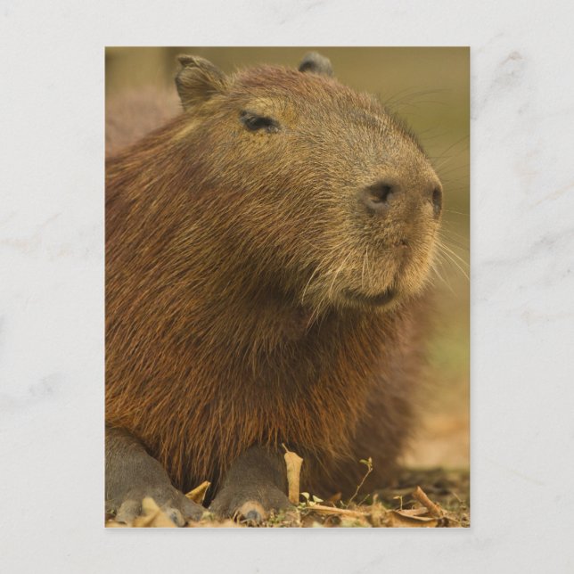 Brasilien, Pantanal, Matto Grosso. Capybara Postkarte (Vorderseite)