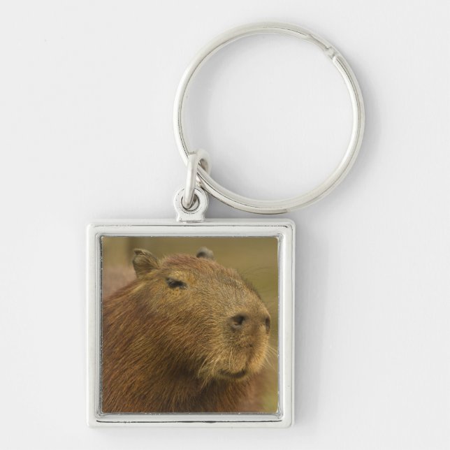 Brasilien, Pantanal, Matto Grosso. Capybara Schlüsselanhänger (Vorne)