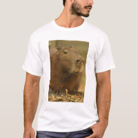 Brasilien, Pantanal, Matto Grosso. Capybara
