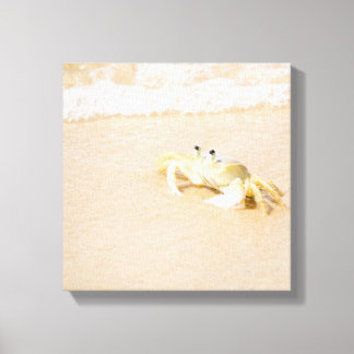 Brasilien, Rio de Janeiro, Buzios, Crab Leinwanddruck