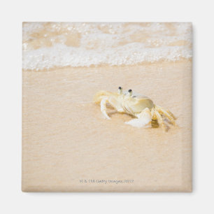 Brasilien, Rio de Janeiro, Buzios, Crab Magnet