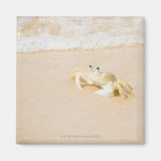 Brasilien, Rio de Janeiro, Buzios, Crab Magnet