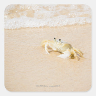 Brasilien, Rio de Janeiro, Buzios, Crab Quadratischer Aufkleber
