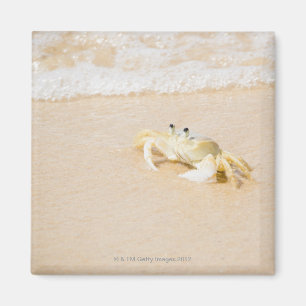 Brasilien, Rio de Janeiro, Buzios, Krabbe an Magnet