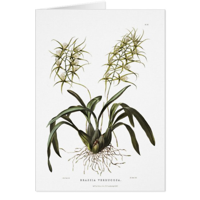 Brassia verrucosa (Vorne)