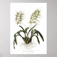 Brassia verrucosa von Miss Drake.