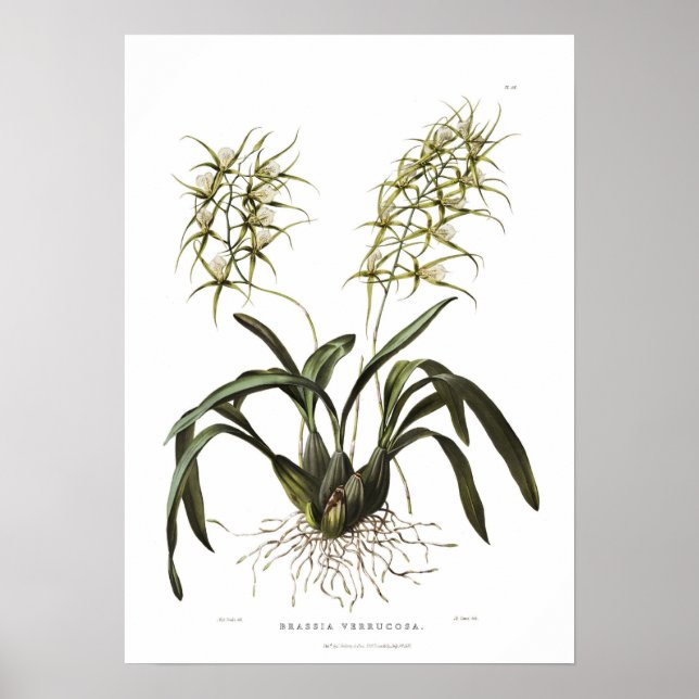 Brassia verrucosa von Miss Drake. Poster (Vorne)